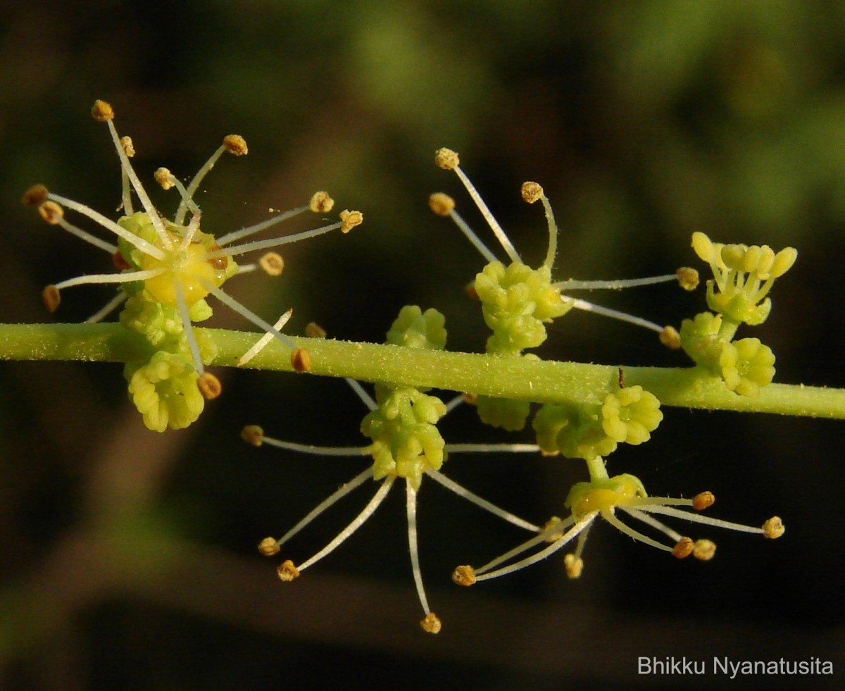 Schleichera oleosa (Lour.) Oken